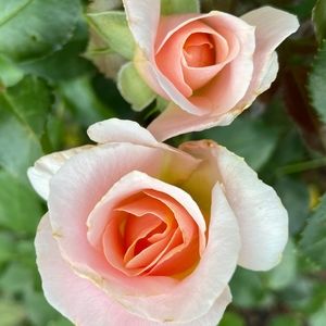 Meet your Posher, Christine